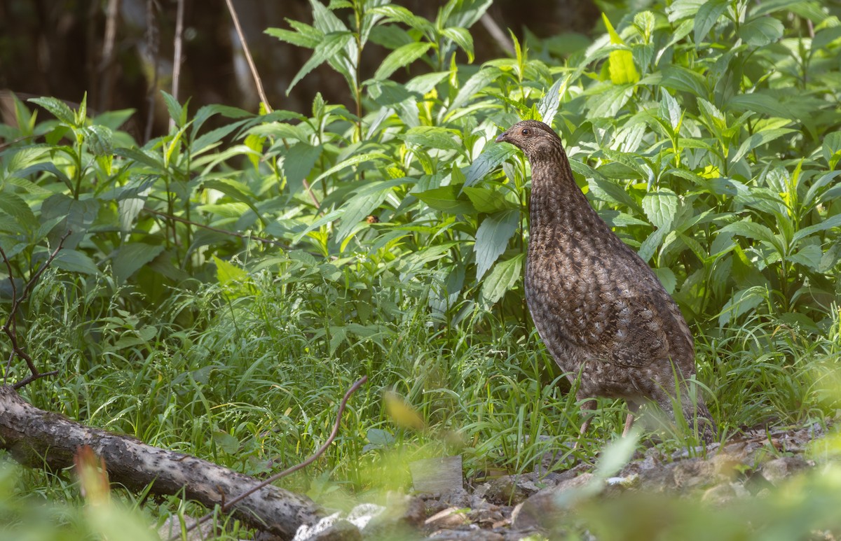 Cabot's Tragopan - ML646163261