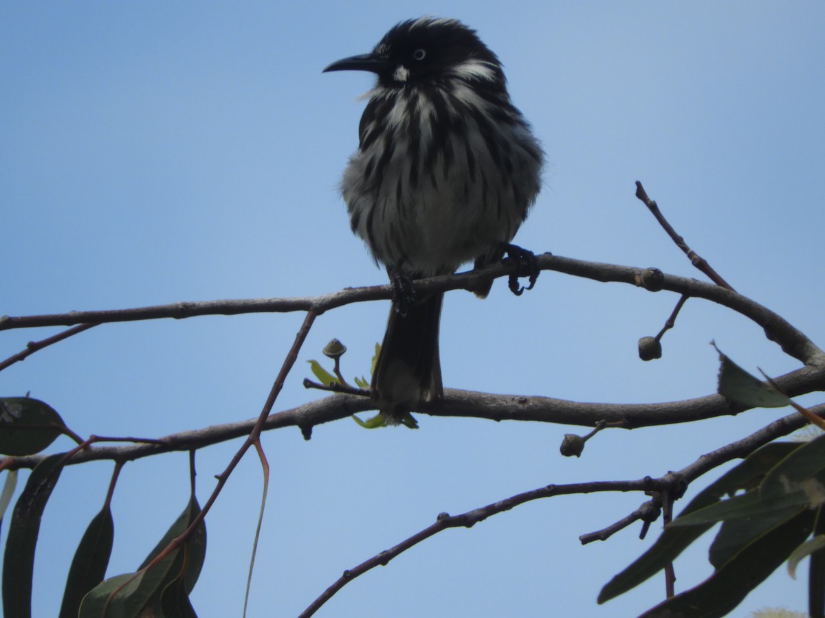 New Holland Honeyeater - ML646163262