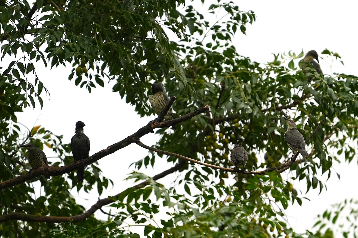 亞洲輝椋鳥 - ML646163264