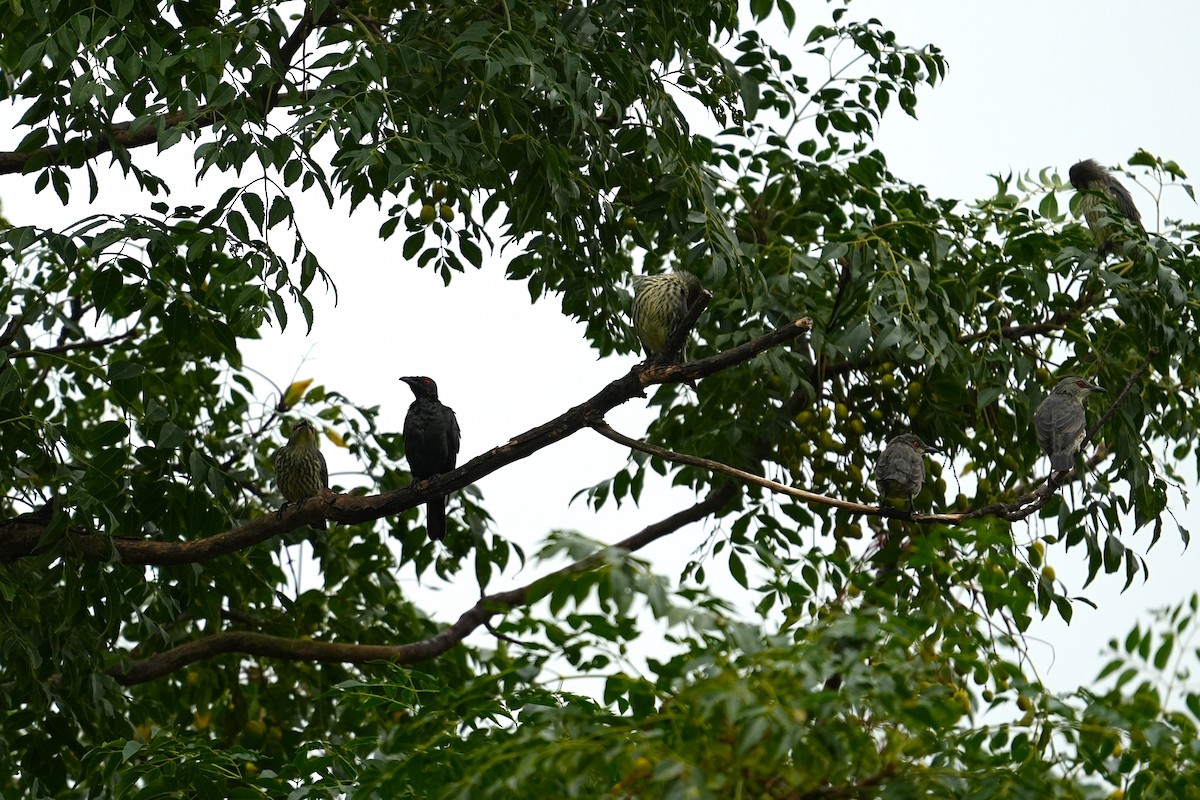 亞洲輝椋鳥 - ML646163266