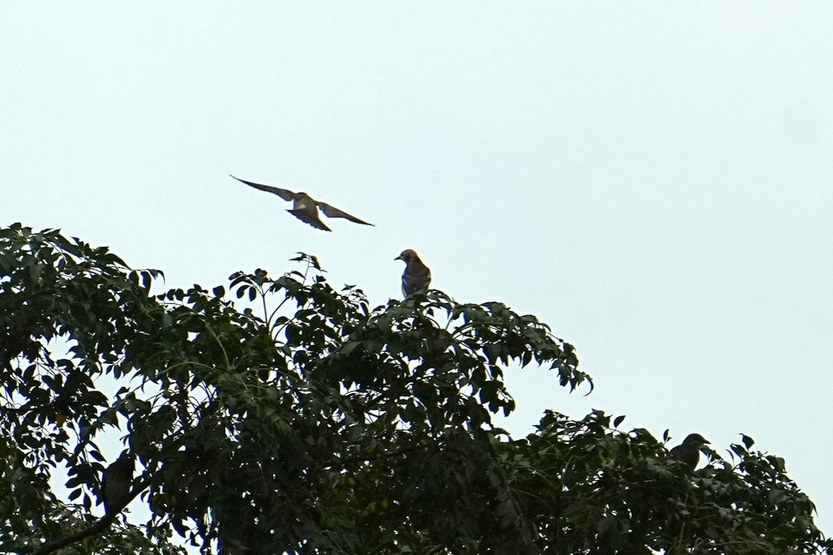 小椋鳥 - ML646163267