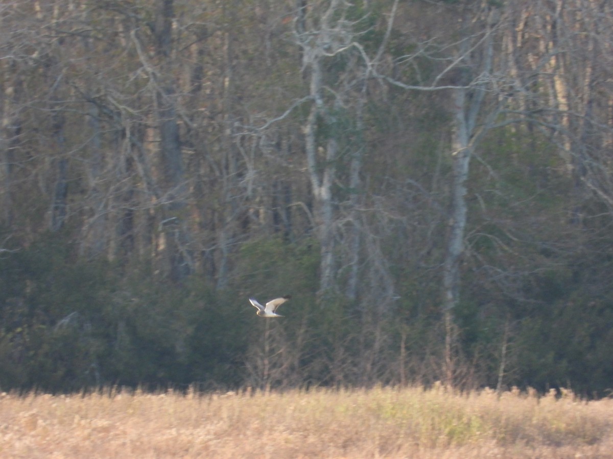 Northern Harrier - ML646163268