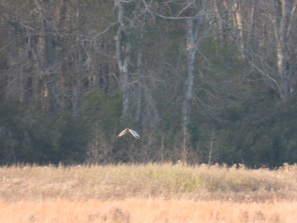 Northern Harrier - ML646163269