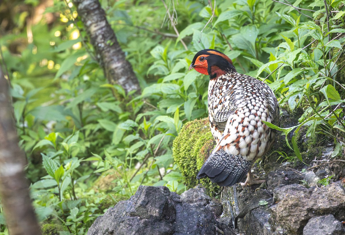 Cabot's Tragopan - ML646163270
