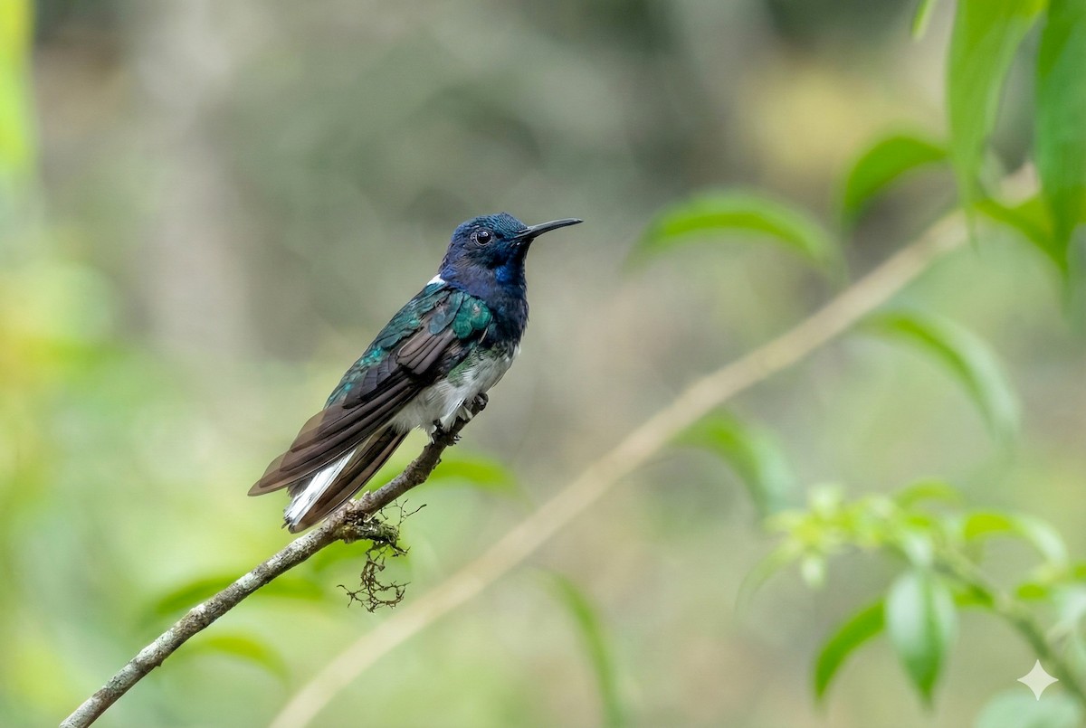 White-necked Jacobin - ML646163271