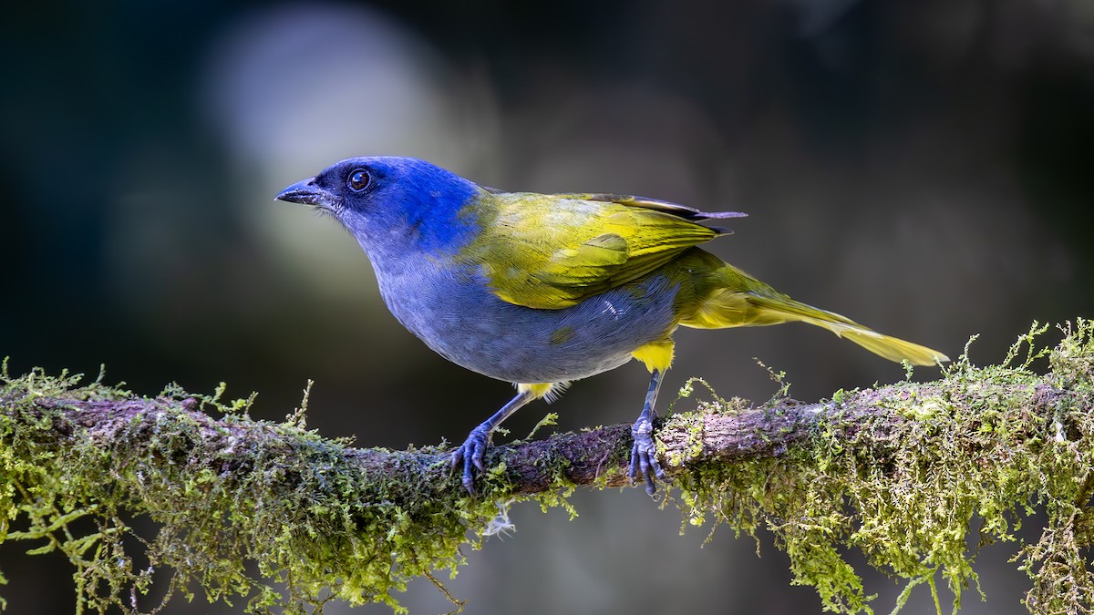 Blue-capped Tanager - ML646163273