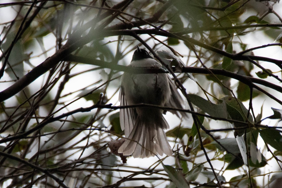 Black-headed Honeyeater - ML646163274