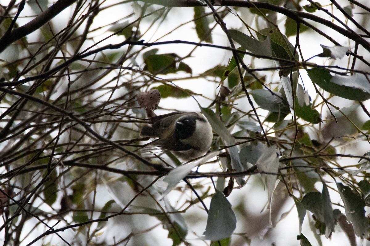 Black-headed Honeyeater - ML646163275