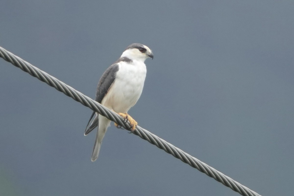 Pearl Kite - ML646163276