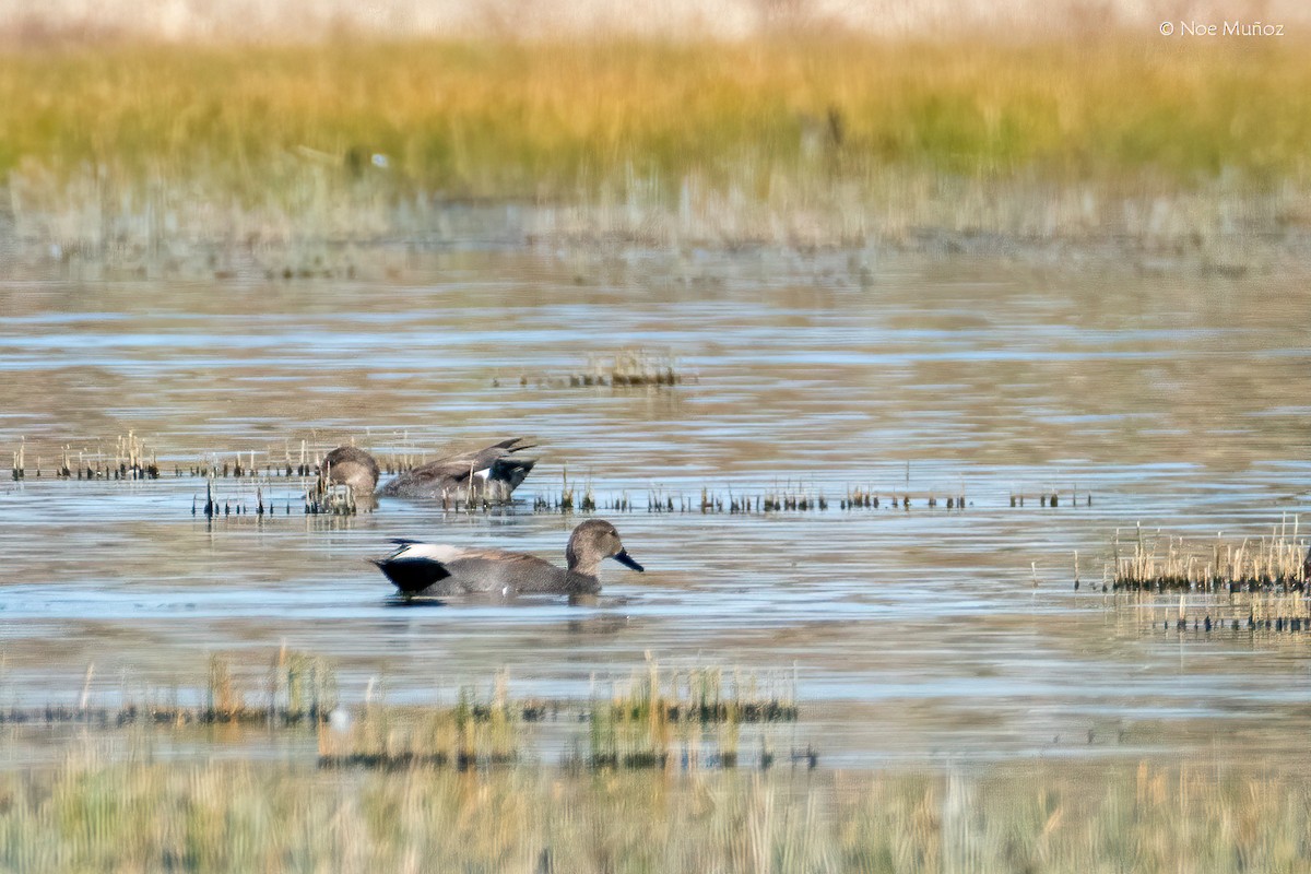 赤膀鴨 - ML646163277