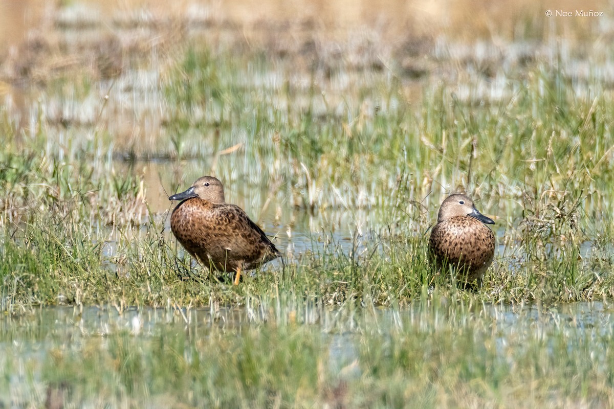 赤膀鴨 - ML646163278