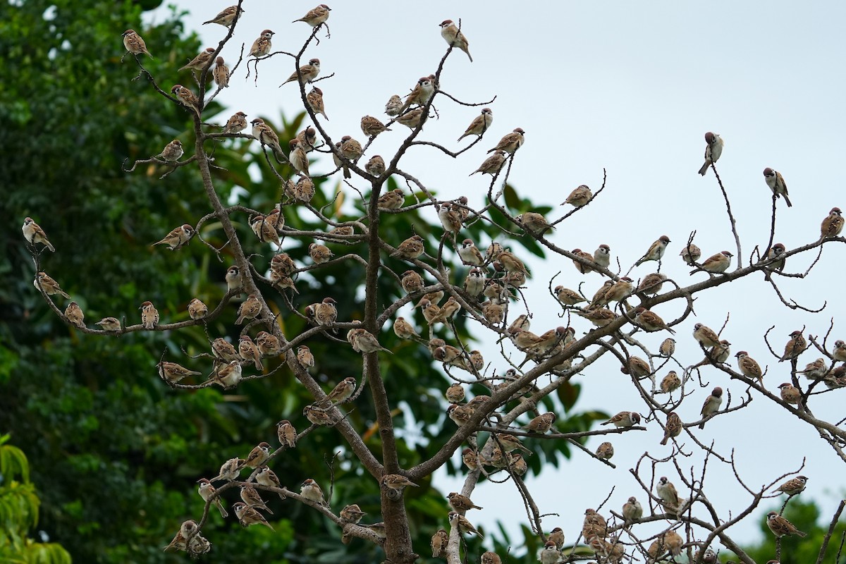 麻雀 - ML646163279