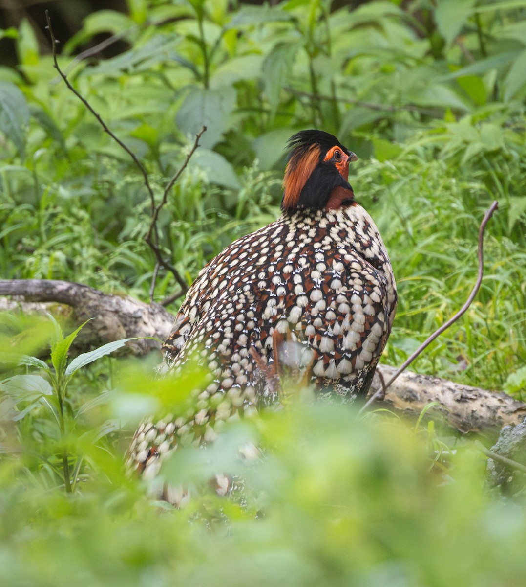 Cabot's Tragopan - ML646163280