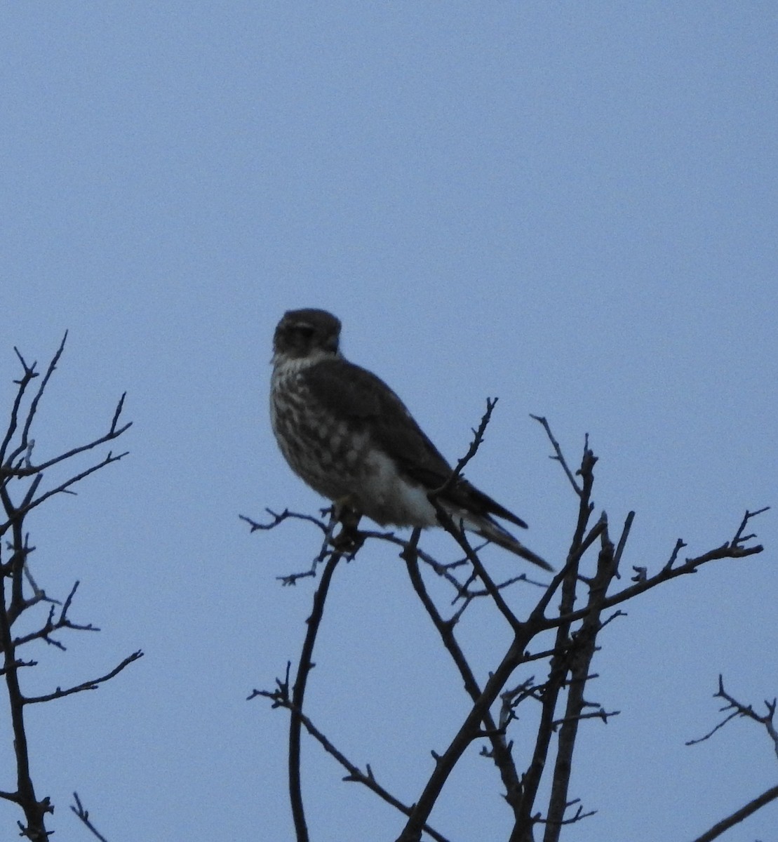 灰背隼 - ML646163281