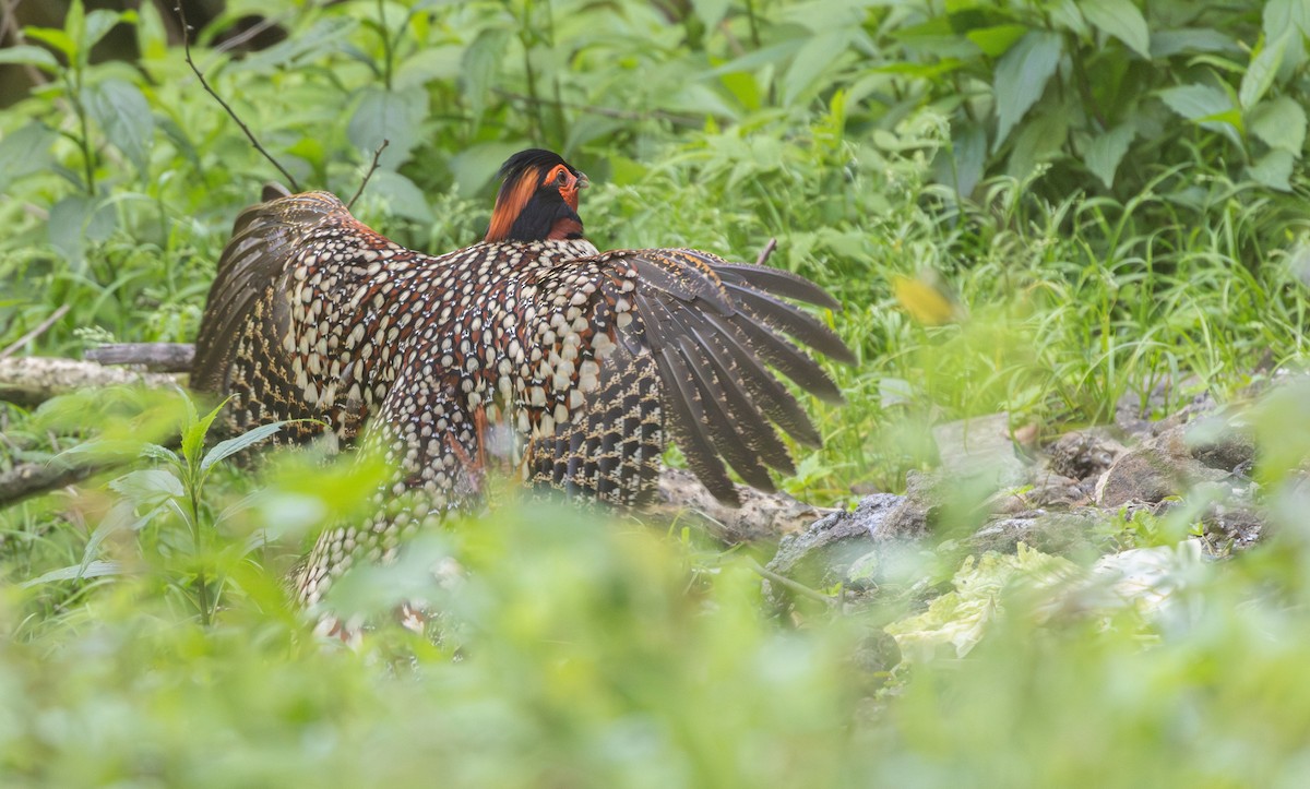 Cabot's Tragopan - ML646163284