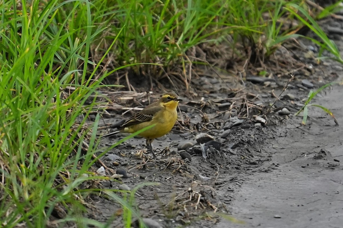 東方黃鶺鴒 - ML646163285