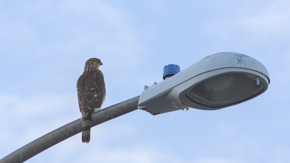 Cooper's Hawk - ML646163287