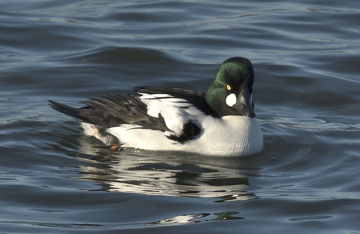 Common Goldeneye - ML646163288