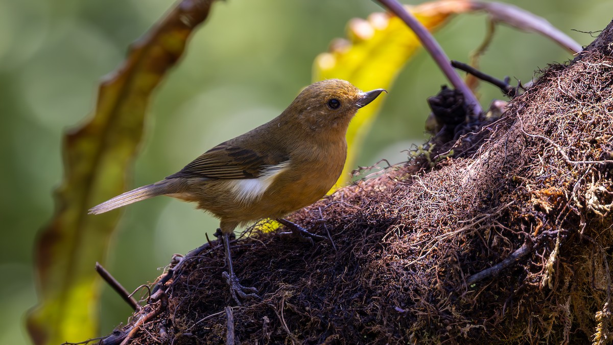 White-sided Flowerpiercer - ML646163290