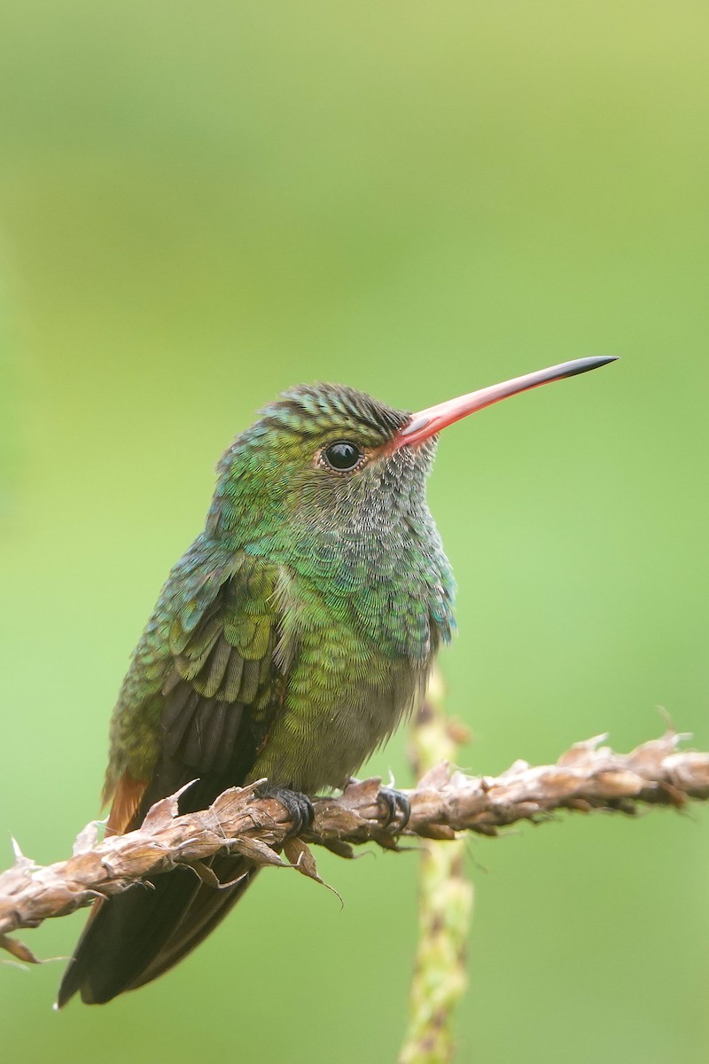 Rufous-tailed Hummingbird - ML646163291