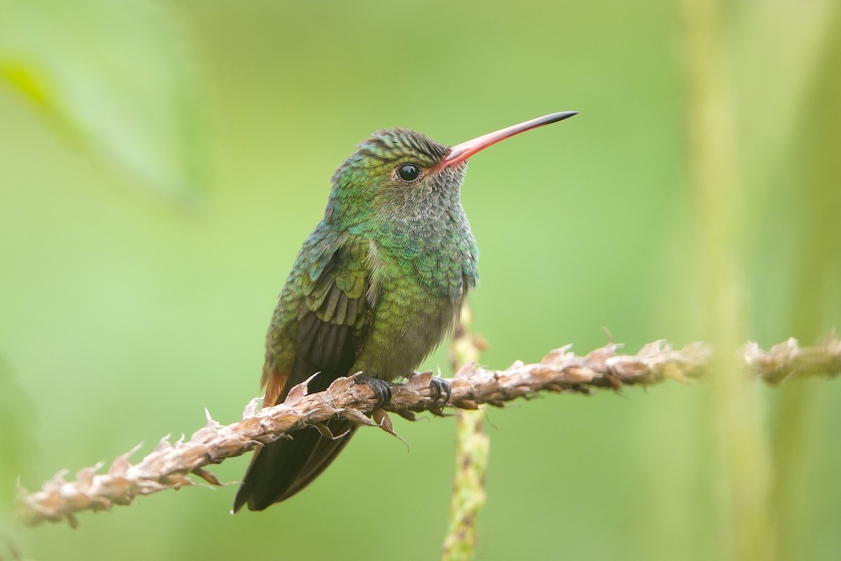 Rufous-tailed Hummingbird - ML646163292