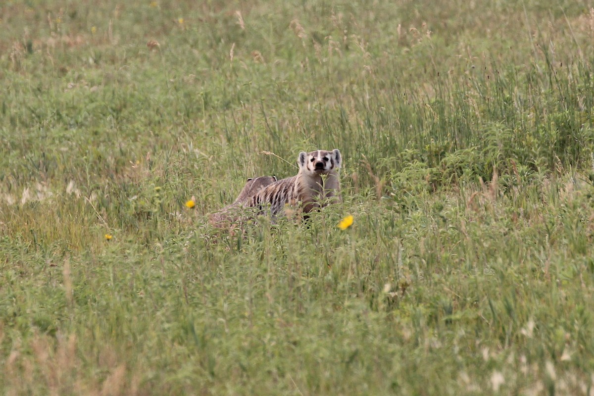 American Badger - ML646163293