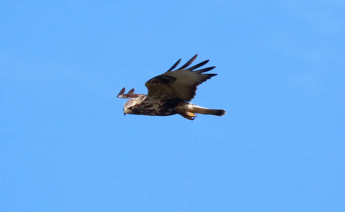 Rough-legged Hawk - ML646163295