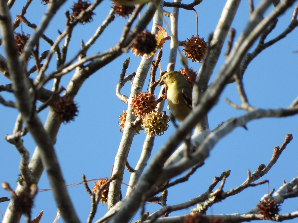 Чиж золотий - ML646163297