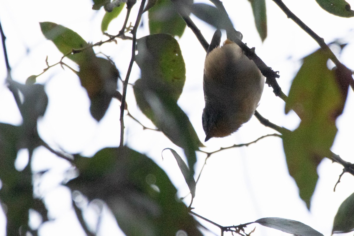 Spotted Pardalote - ML646163298