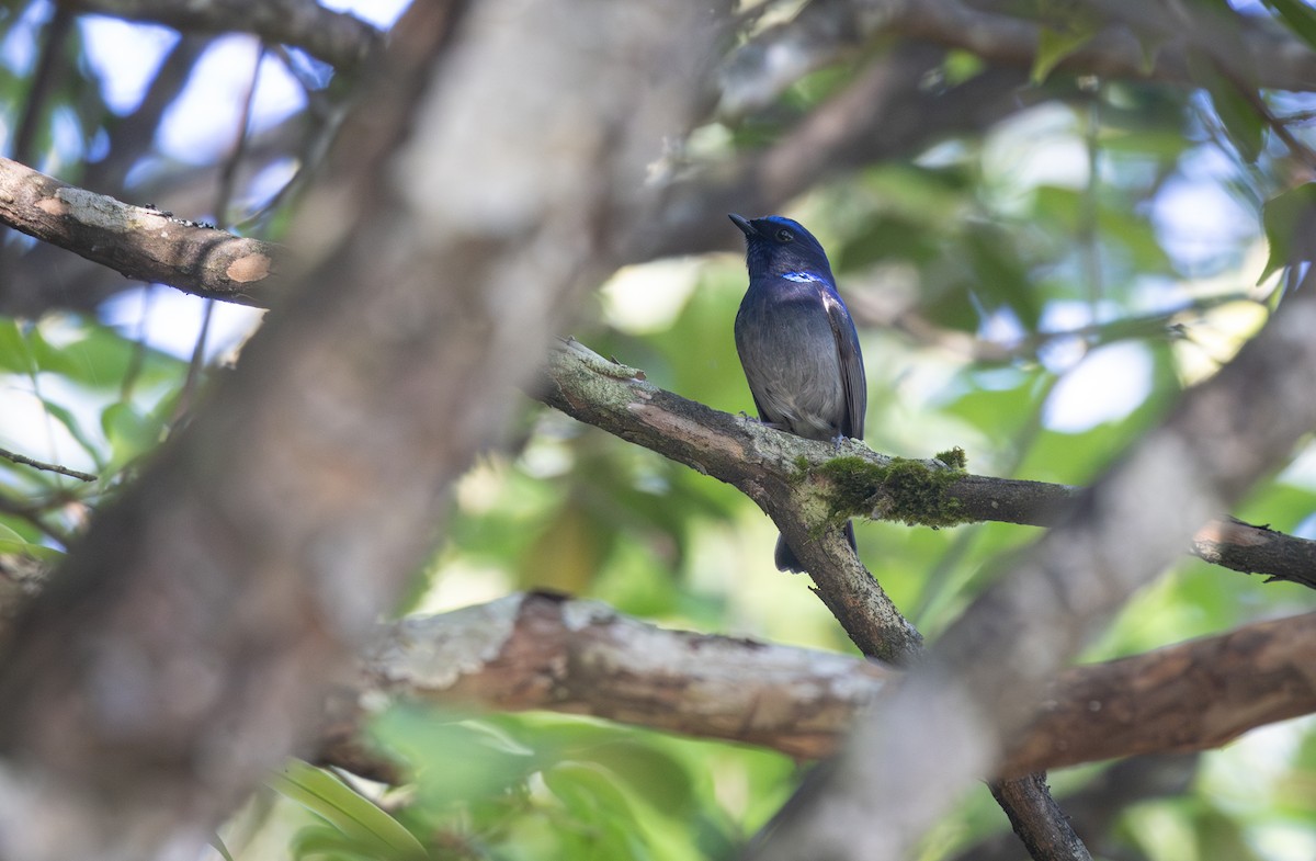 Small Niltava - ML646163299