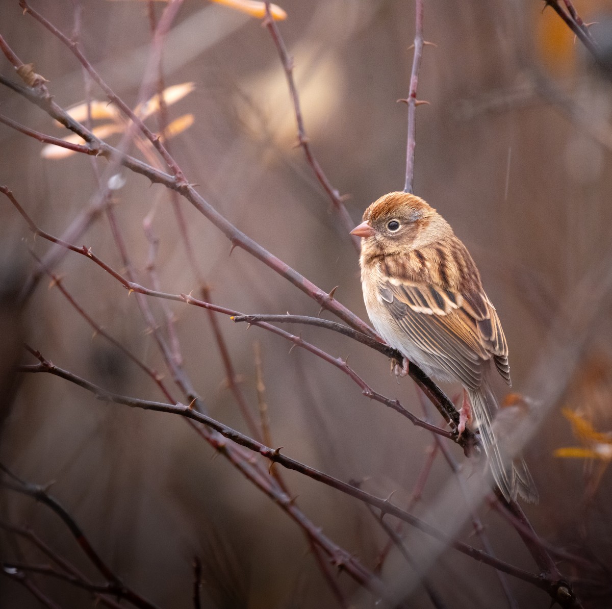 ヒメドリ - ML646163300