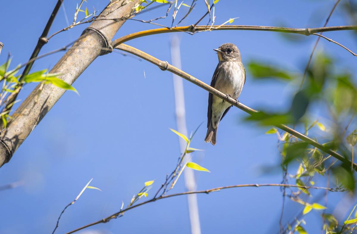 Dark-sided Flycatcher - ML646163302