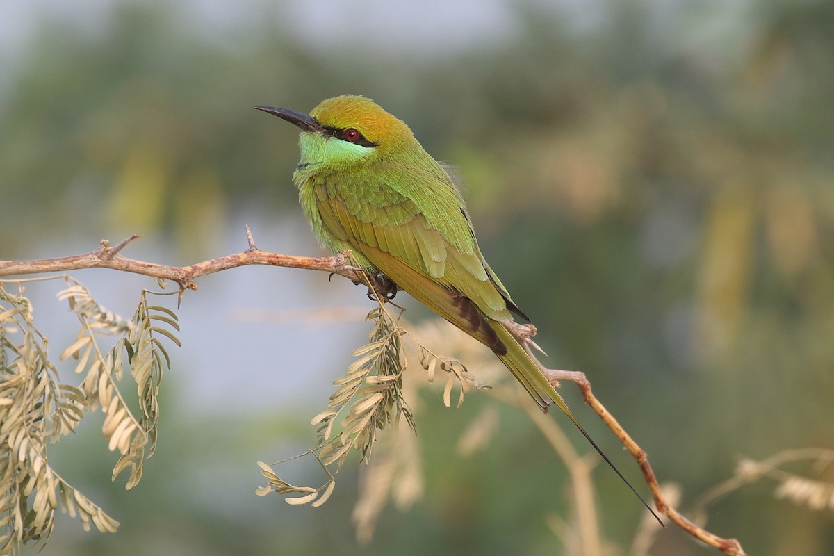 שרקרק חום כיפה - ML646163303