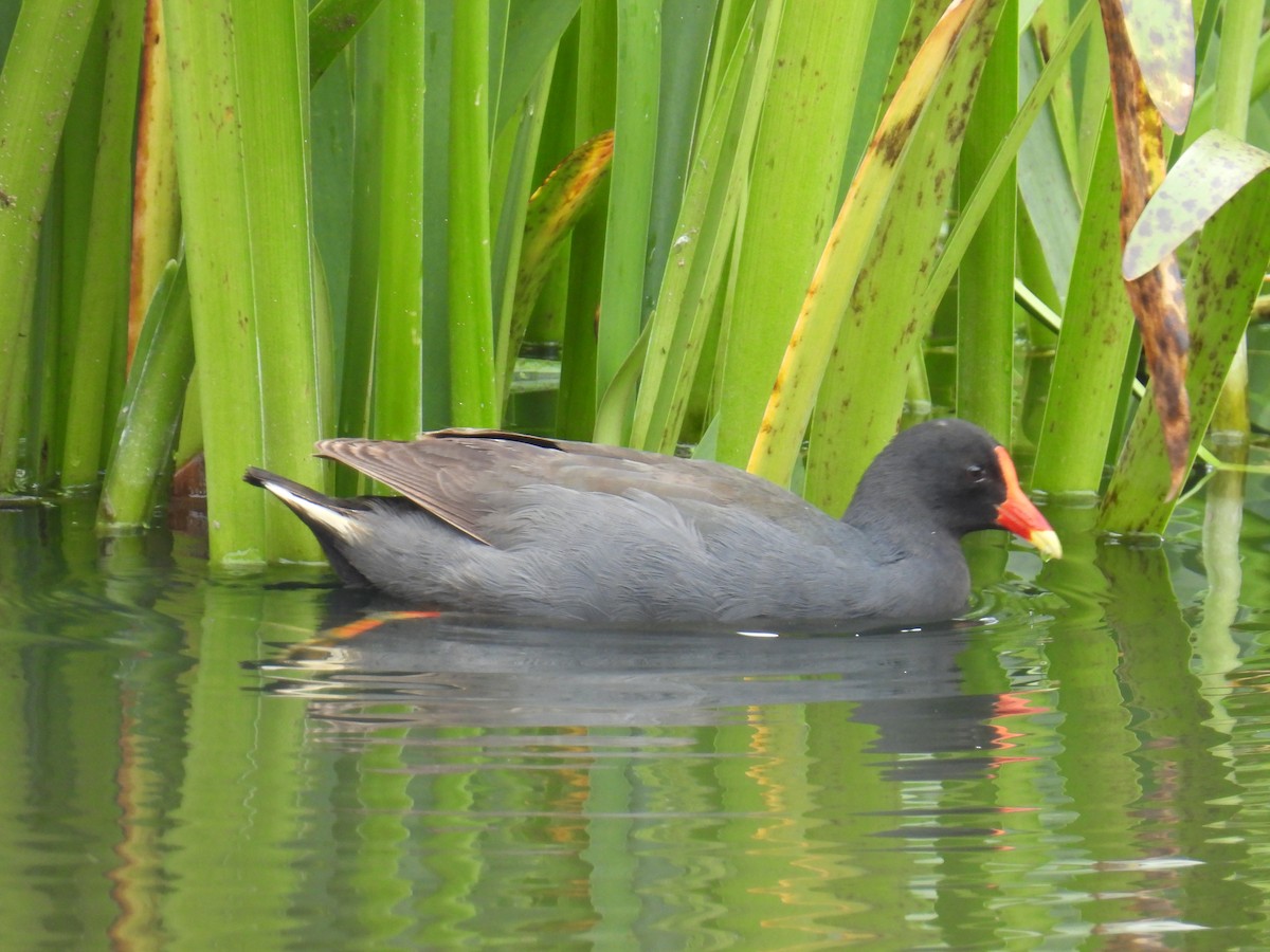 slípka tmavá - ML646163304