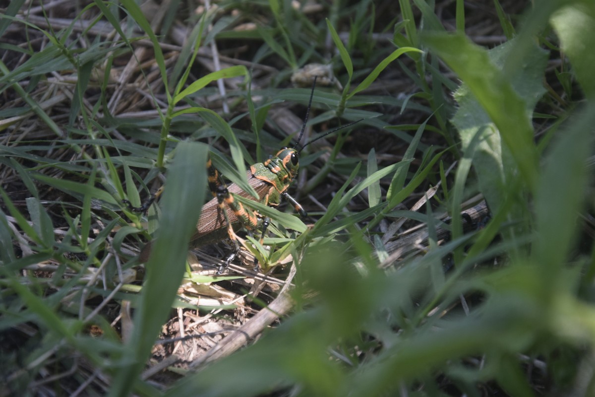 Soldier Grasshopper - ML646163305