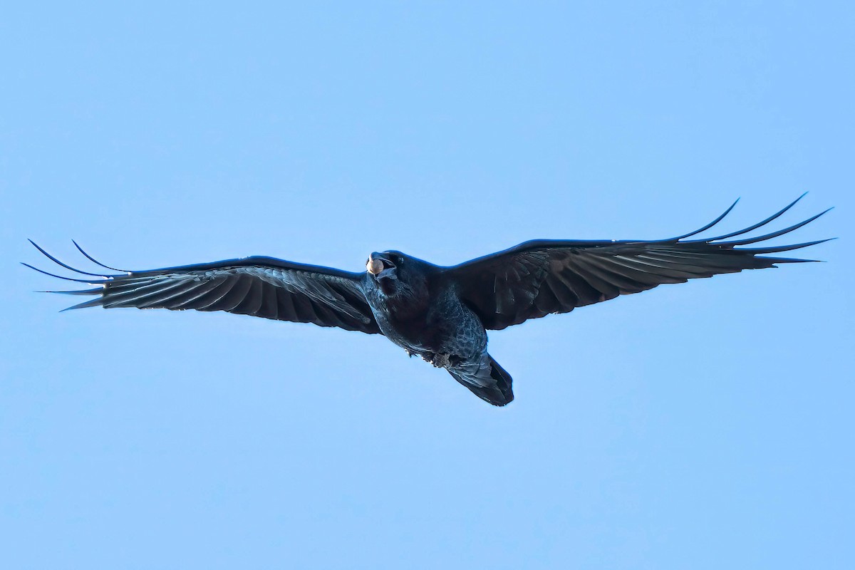 Common Raven - ML646163306