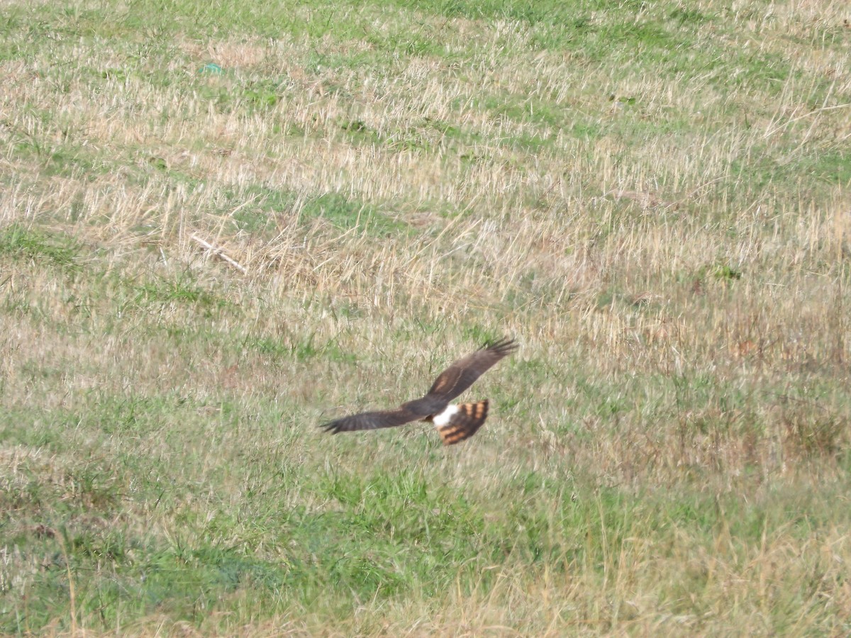 Northern Harrier - ML646163309