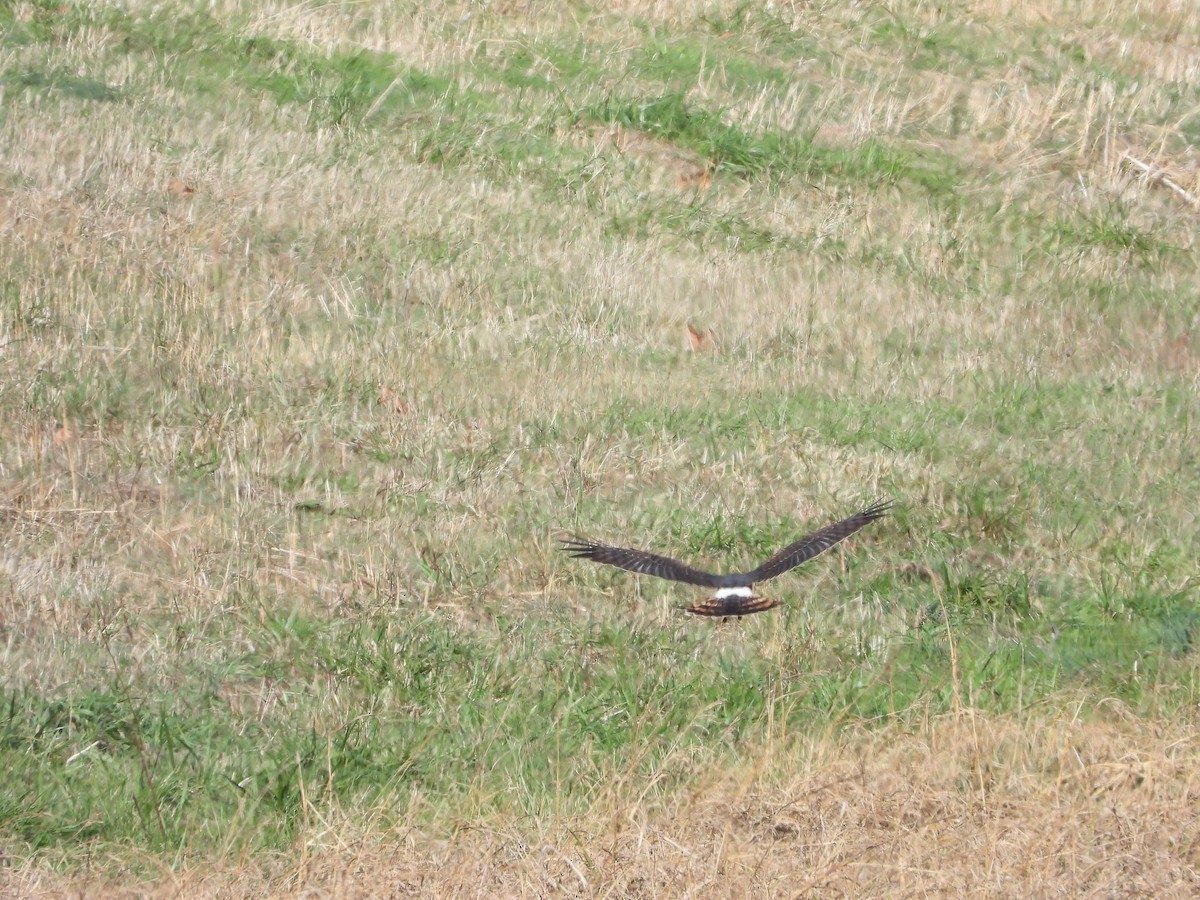 Американский лунь - ML646163310