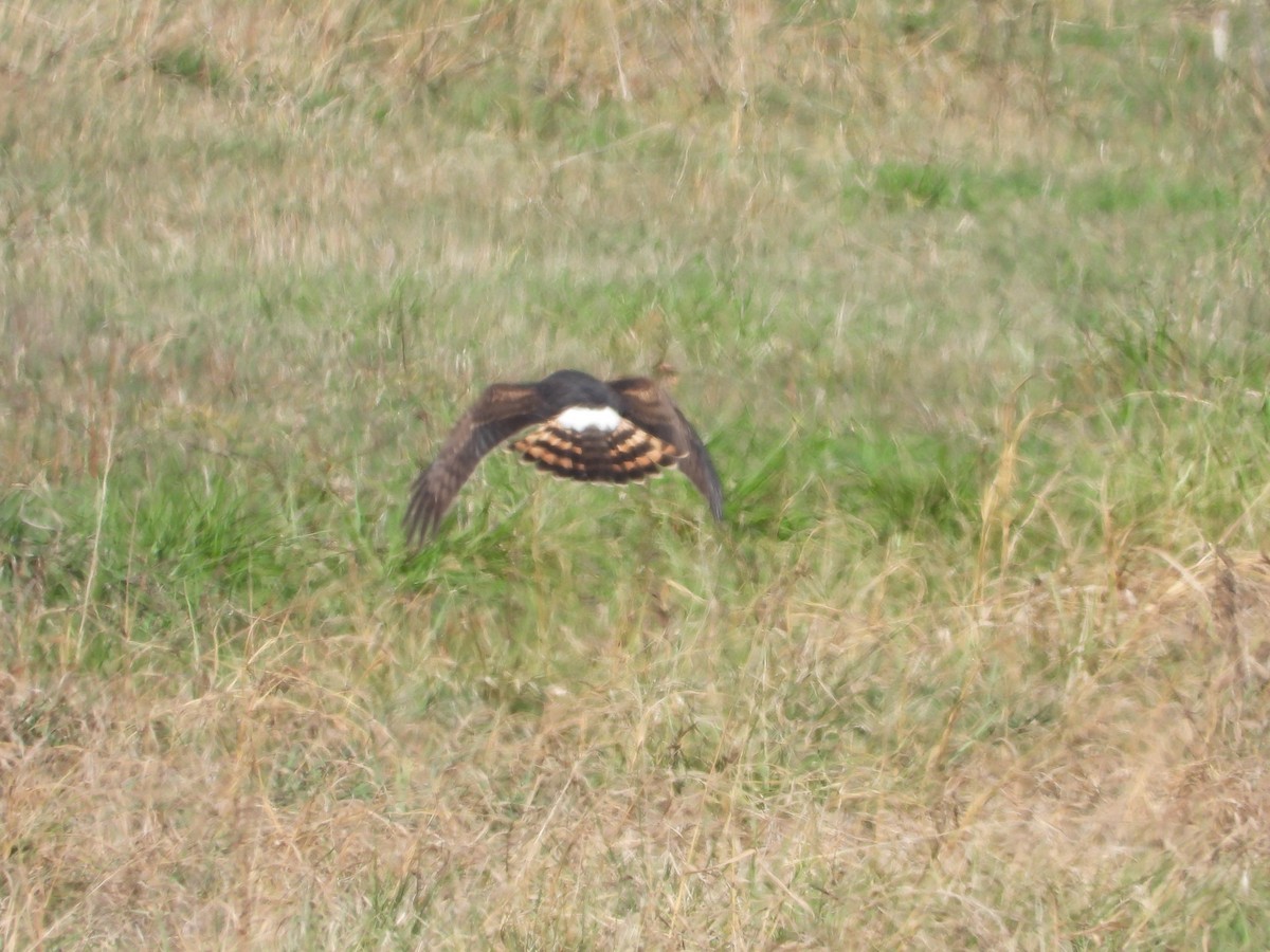 Northern Harrier - ML646163311