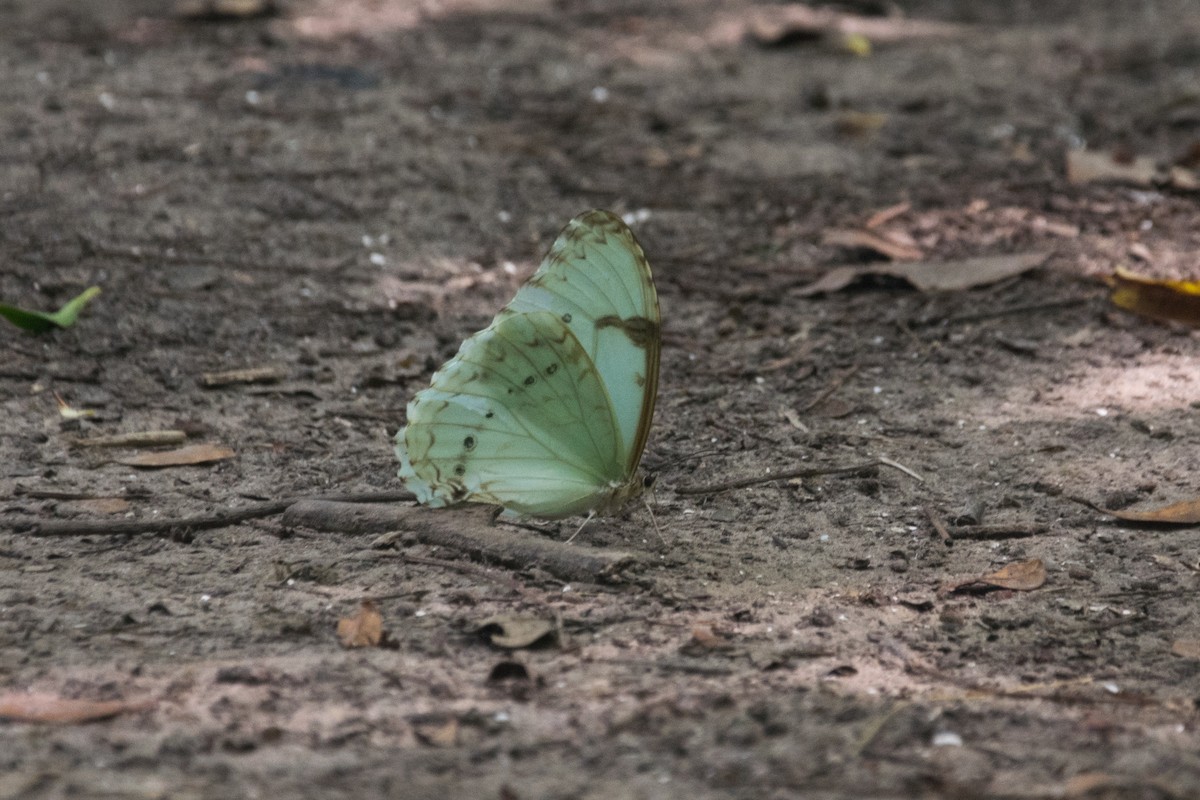 Epistrophus White Morpho - ML646163312