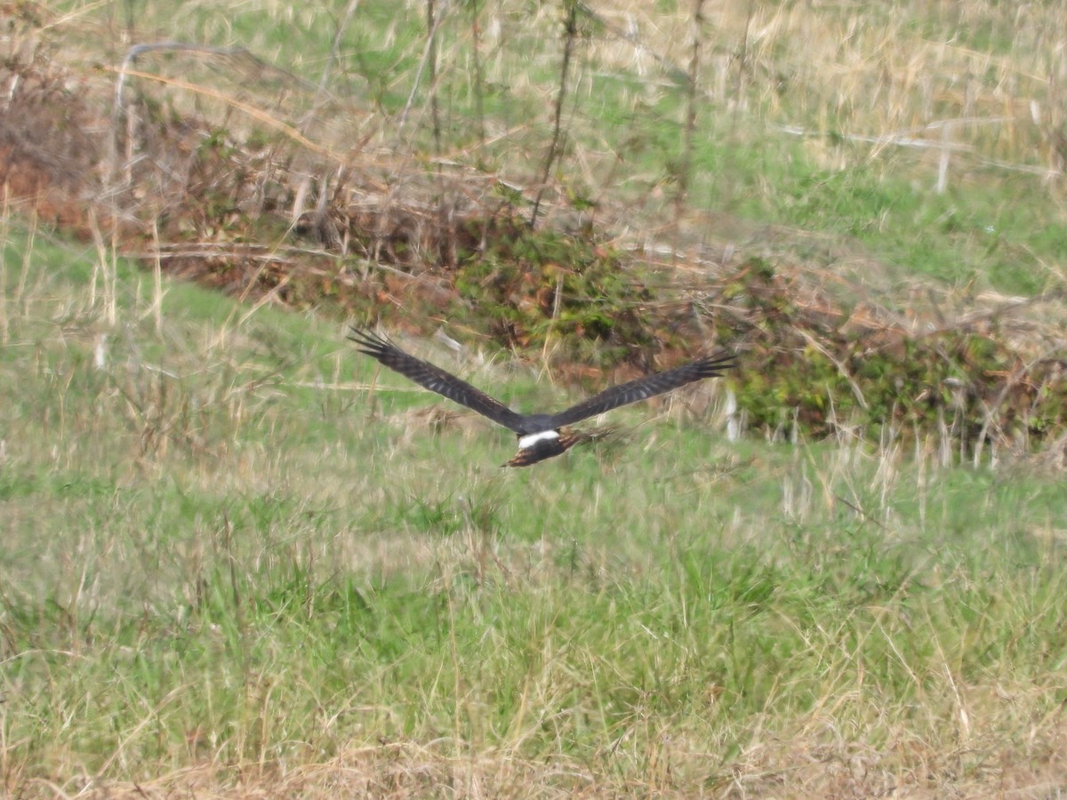 Northern Harrier - ML646163313