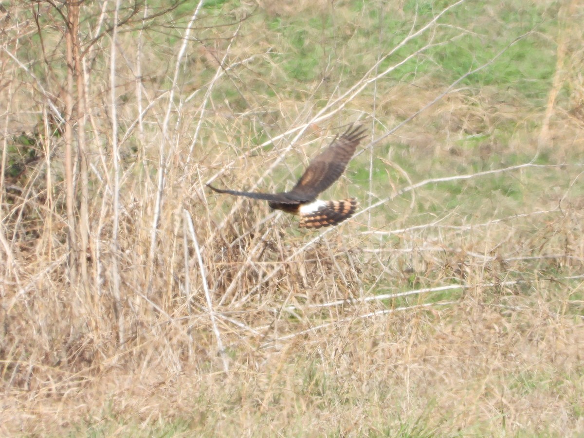 Northern Harrier - ML646163314