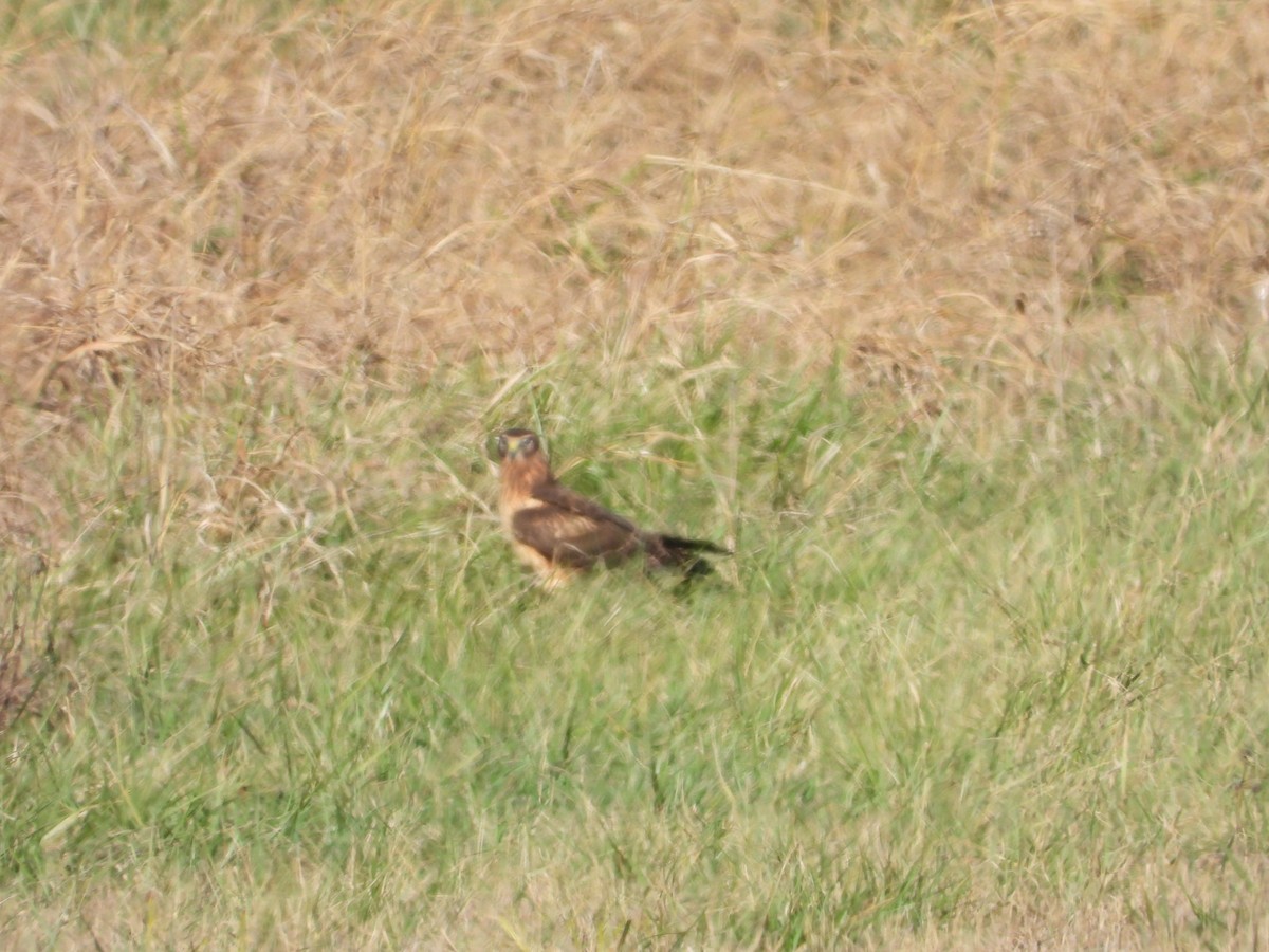 Northern Harrier - ML646163315