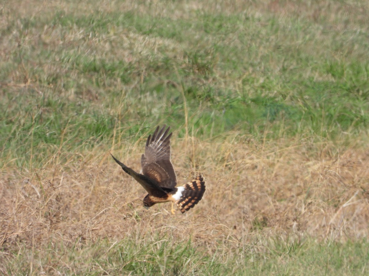 Northern Harrier - ML646163316