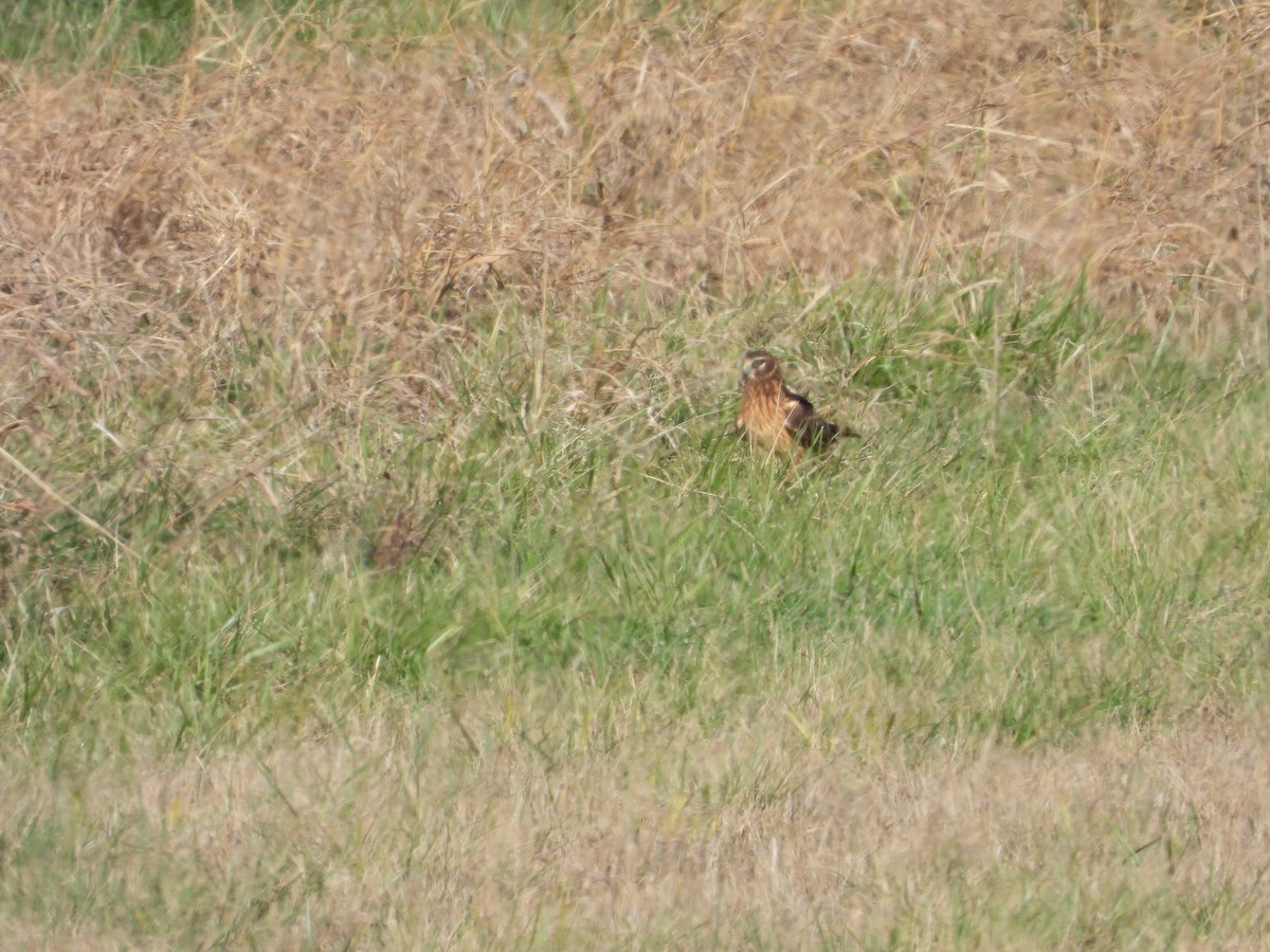 Американский лунь - ML646163317