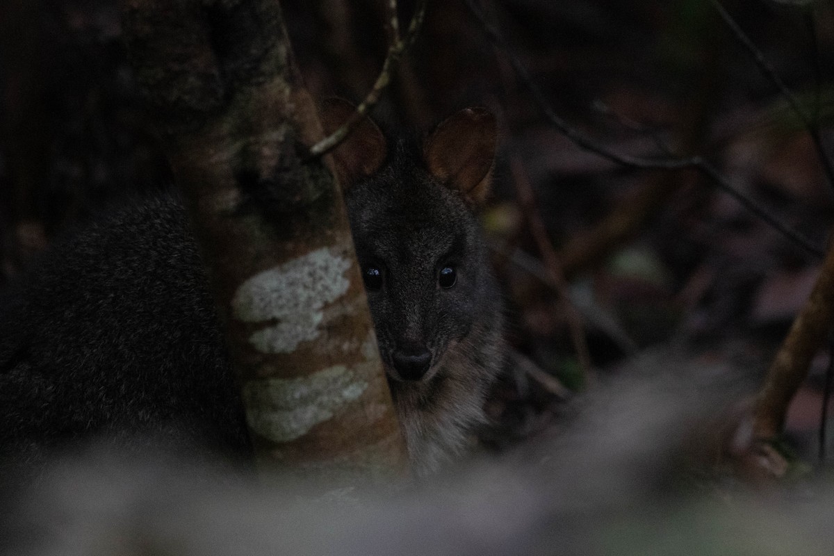 Animals - ML646163318