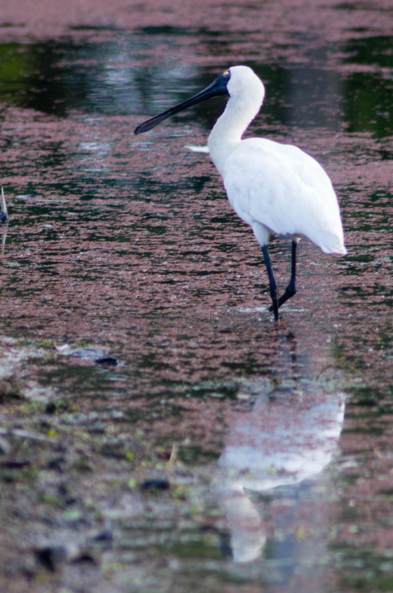 Royal Spoonbill - ML646163323