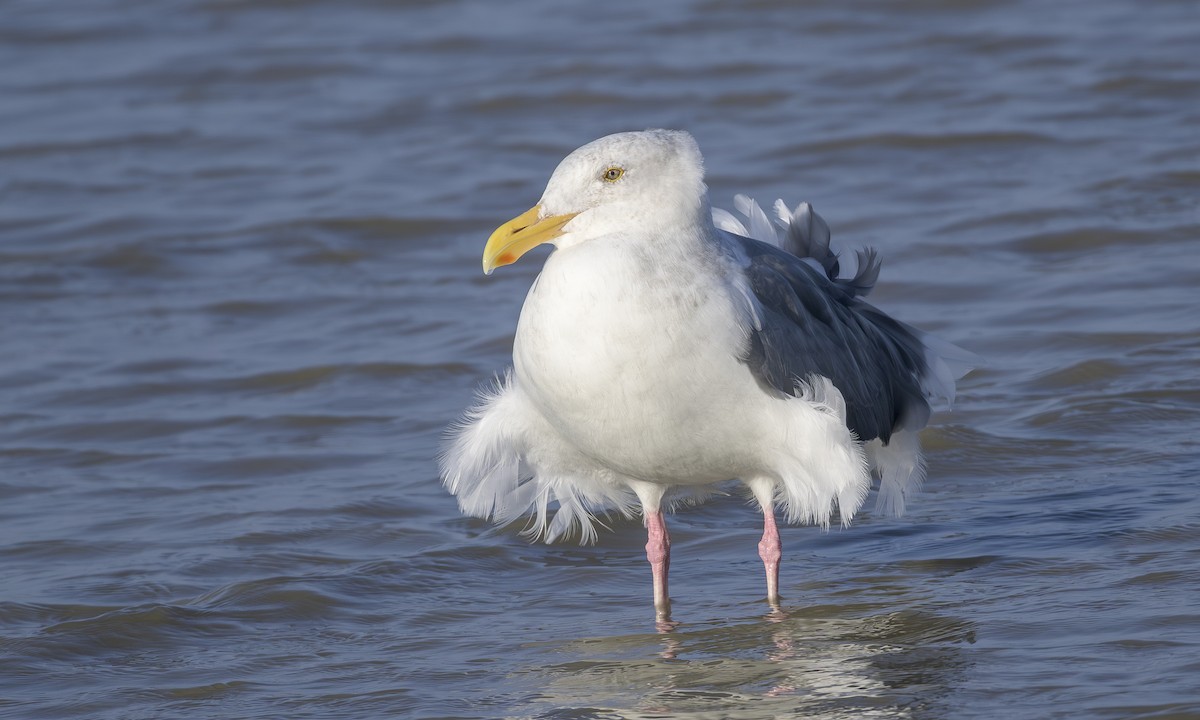 Western Gull - ML646163324