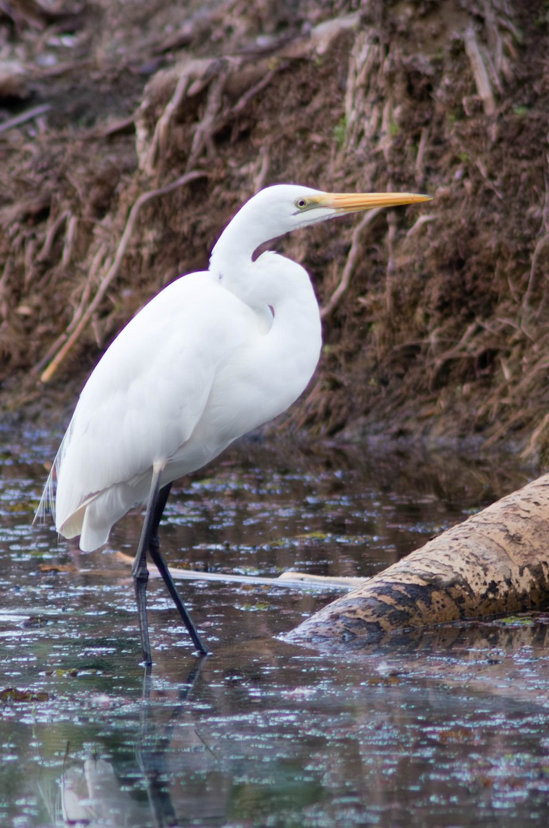 大白鷺 - ML646163325