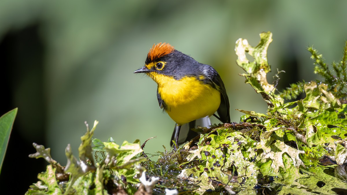 Spectacled Redstart - ML646163326